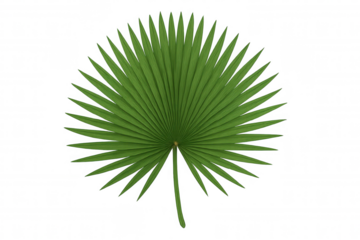 Green tropical fan palm leaf showing nature, botany, and summer vacation theme on transparent background