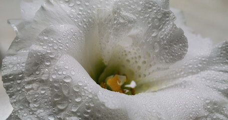 Flower water. Blossom texture. Defocused white color nature plant eustoma yellow pistils wet drop on tropical abstract background.
