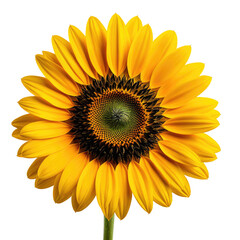 Fototapeta premium Bright yellow flower with a dark center against a black background