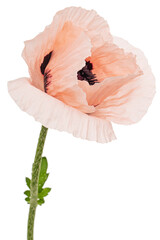 Pink flower of poppy, lat. Papaver, isolated on white background