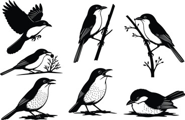 Bird silhouette vector set, flying bird, perched bird, walking bird, nature illustration, black and white, wildlife clipart, avian pose collection