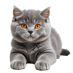 Obraz premium Gray kitten with orange eyes, lying down and looking at the camera