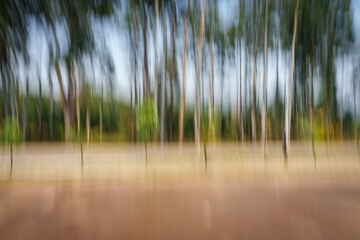 Impressionist background of eucalyptus trees growing along Rwandan rural highway