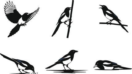 Magpie bird illustrations, flying, perching, feeding, calling, resting, black and white vector set, wildlife behavior, nature study, ornithology reference, animal poses