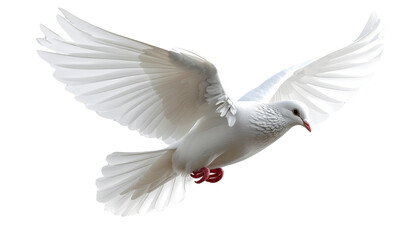 Pure white dove in flight close up spread wings isolated on transparent background