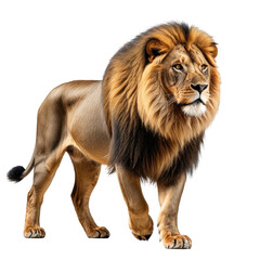 Obraz premium Majestic lion stands, mane blowing. Wild animal on transparent background