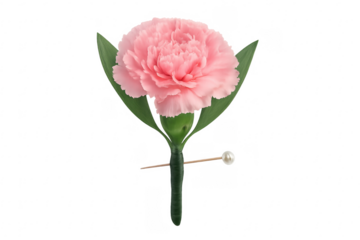 Pink carnation boutonniere with pearl pin isolated on transparent background