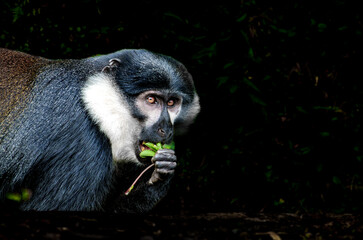 Colobus monkey beside highway in Nyungwe National Park