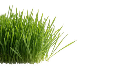 Fresh green wheatgrass isolated on transparent background for healthy lifestyle