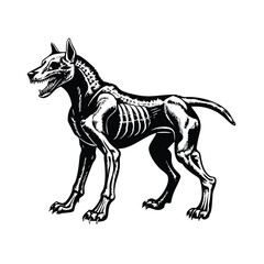 Monochrome Canine Anatomy: Doberman Pinscher