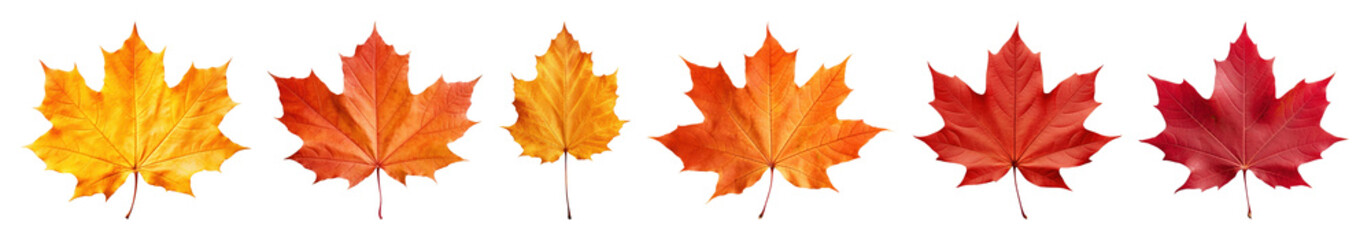 Obraz premium PNG Vibrant autumn maple leaves display, element set on transparent background