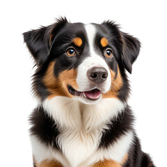 Tri-colored dog portrait with fluffy fur