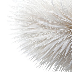 Ostrich plume detailed, white feathers on black background, semi circular shape