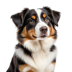 Beautiful fluffy dog portrait, dark coat with white and brown markings