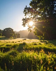 Sunrise over a grassy meadow