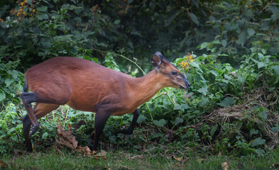 Common duiker, or Sylvicapra grimmia, a small antelope emerges from the bush on mountain road in Nyungwe National Park
