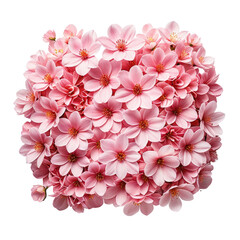 Pink flower cluster Elegant, many light petals, dark centers, soft and pretty