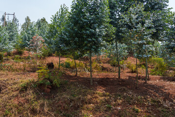 Silver dollar type of eucalyptus tree plantation alongside highway.