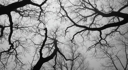 Silhouette of tree branches against a cloudy sky monochrome aesthetic