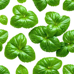 Leafy greens with water droplets on a stark black background