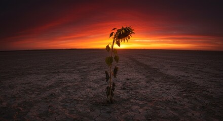 Sunflower against dramatic sunset sky over dry cracked earth landscape