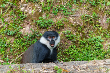 Colobus monkey beside highway in Nyungwe National Park