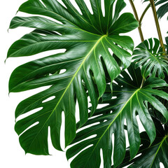 Large vibrant green monstera leaves in natural light. Lush foliage