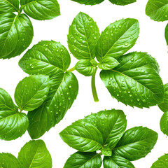 Fresh green basil leaves with droplets against a dark backdrop