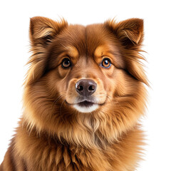 Fluffy brown dog portrait with expressive eyes on a black backdrop