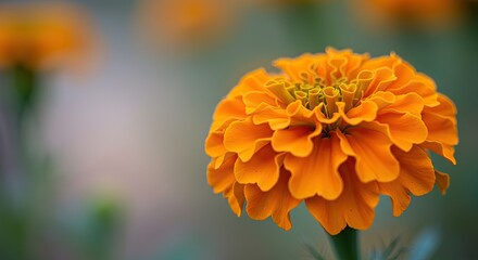Vibrant orange marigold flower blooming in sunlight with blurred background