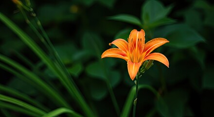 Vibrant orange lily flower in full bloom against green foliage background