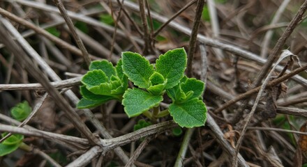 Vibrant green plant growing amidst dry twigs nature close up image