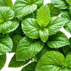 Fresh leaves with droplets