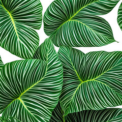 Tropical leaves with white stripes and dark backgrounds