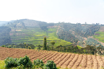 Tea plantation among mountains and along highway
