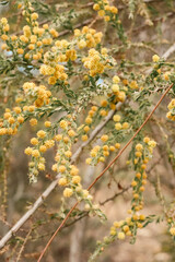 yellow spring blossoms in australian bushland