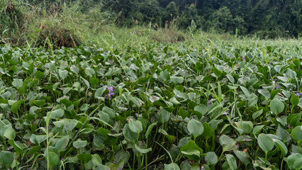 Thickets of water hyacinth Eichhornia crassipes in a swampy area. Lush green leaves, purple flowers. Close-up. Rain forest in the distance. Malaysia. Borneo. Kinabatangan River Nature Reserve.
