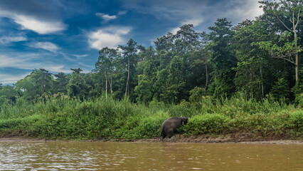 The pygmy elephant comes out of the river. The animal climbs onto a clay bank. Thickets of tall green grass on the riverbank. Rain forest trees against a blue sky and clouds. Malaysia. Borneo. 