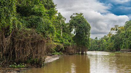 A tropical riverbed. Thickets of rain forest trees on the banks of a calm red-brown river. Vines hang from the branches. Blue sky, clouds. Malaysia. Borneo. Kinabatangan River.