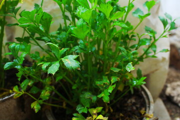 Fresh green celery plant growing in a pot