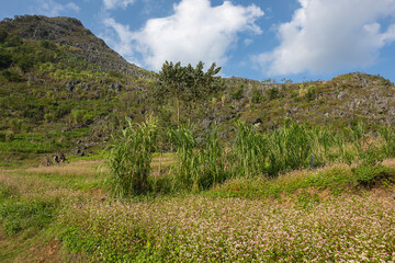 Buckwheat blossom in northern Vietnam on the Ha Giang loop