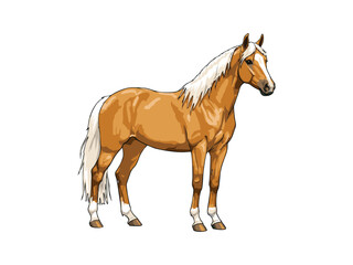 Obraz premium vector illustration of a horse with a white background