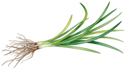 Freshly harvested green onions with roots exposed
