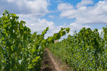 Naklejka premium avant les vendanges.
