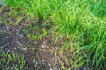 Young green plants are emerging from the soil, with surrounding grass adding to the natural greenery scene.