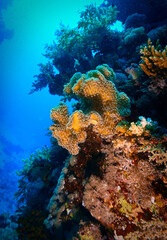 Underwater photo of a coral reef, marine life and scenic landscape. From a scuba dive in the Red Sea in Egypt. Africa.