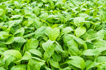 A close-up view of dense fresh green leafy vegetables in full and healthy growth.