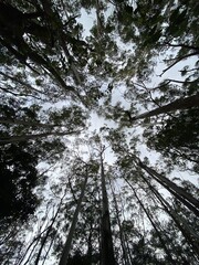 Trees in the forest for landscape background and wallpaper