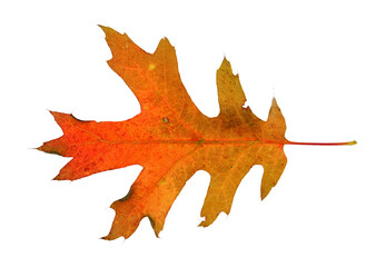 real colorful oak leaf isolated on white background