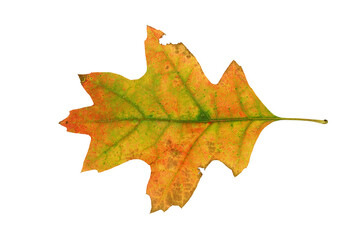 real colorful oak leaf isolated on white background